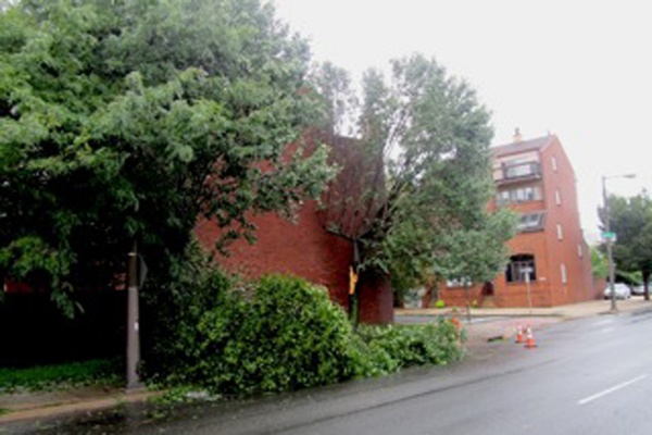 Some trees in Center City, Philadelphia were knocked down when Irene made its way through the area. (Kimberly Paynter/For NewsWorks)