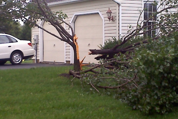 Irene's winds and rain severs a tree in half in Middletown, Del. (Sean McEvoy/For NewsWorks)