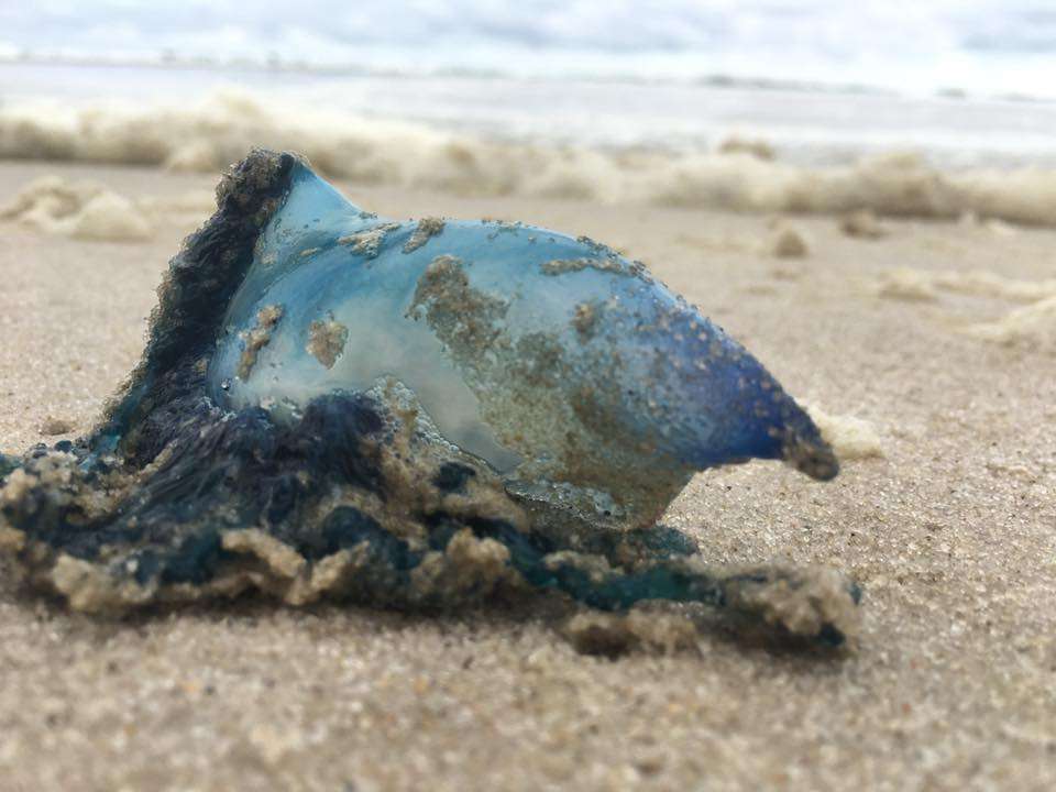 In Island Beach State Park in 2016 by JSHN contributor Jennifer Daley.