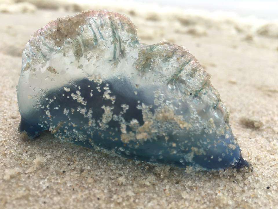 In Island Beach State Park in 2016 by JSHN contributor Jennifer Daley.