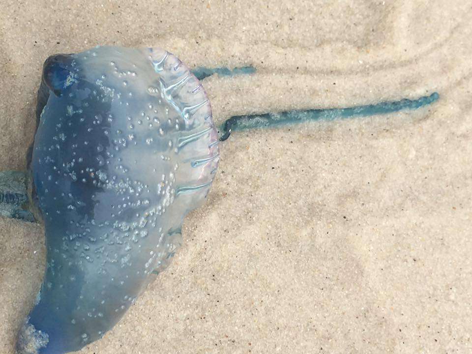 In Island Beach State Park in 2016 by JSHN contributor Jennifer Daley.