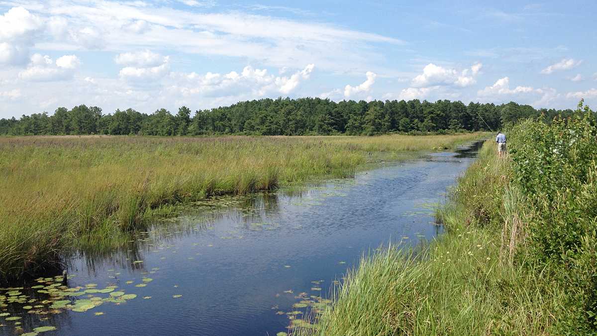  Parker Preserve area in the Pinelands. (Photo courtesy of Pinelands Preservation Alliance) 