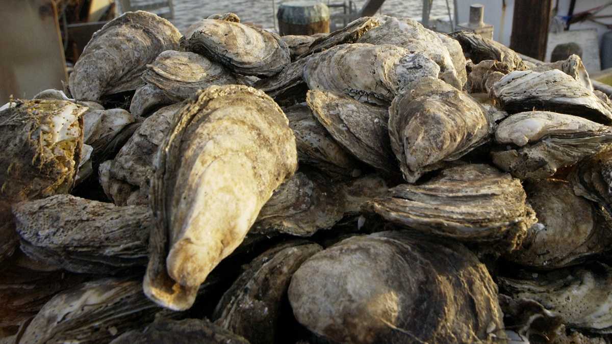  Delaware Bay oysters (Mary Godleski/AP Photo) 