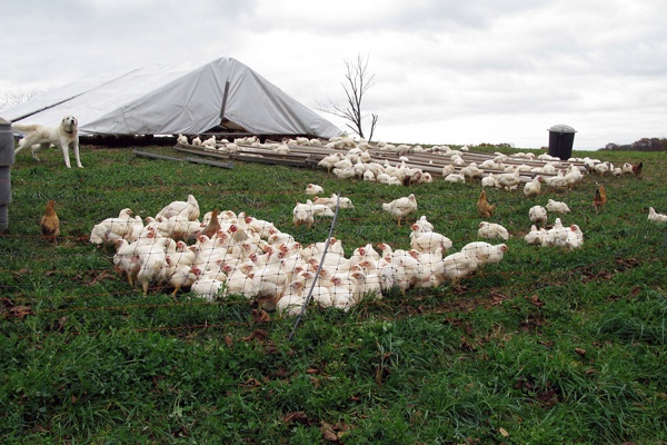 <p><p class="p1">The Fix's dog Asha watches over some of the chickens of Ledamete Grass Farm. The birds' shelter stands in the background. (Image courtesy of Rob Fix.)</p></p>
