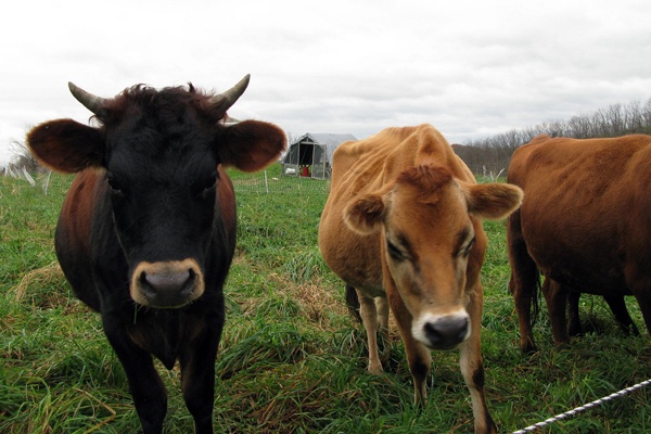<p><p>Rob Fix was not worried about the cows or the pigs, but he didn't know how the chickens would weather the storm. (Image courtesy of Rob Fix.)</p></p>

