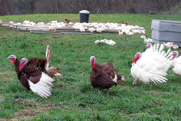 <p><p>Rob and April Fix of Ledamete Grass Farm sell organic pasture-fed chickens, pork and turkeys. (Image courtesy of Rob Fix.)</p></p>

