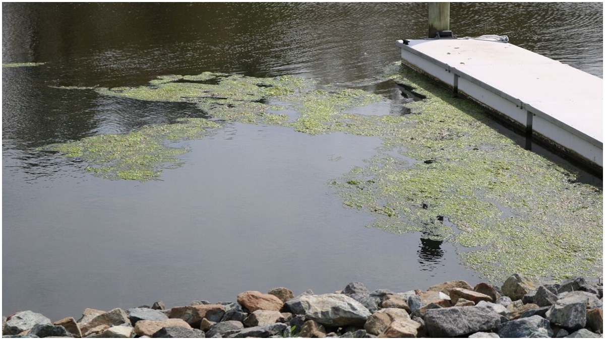  Love Creek Marina, Lewes. (photo courtesy of Mat Marshall) 