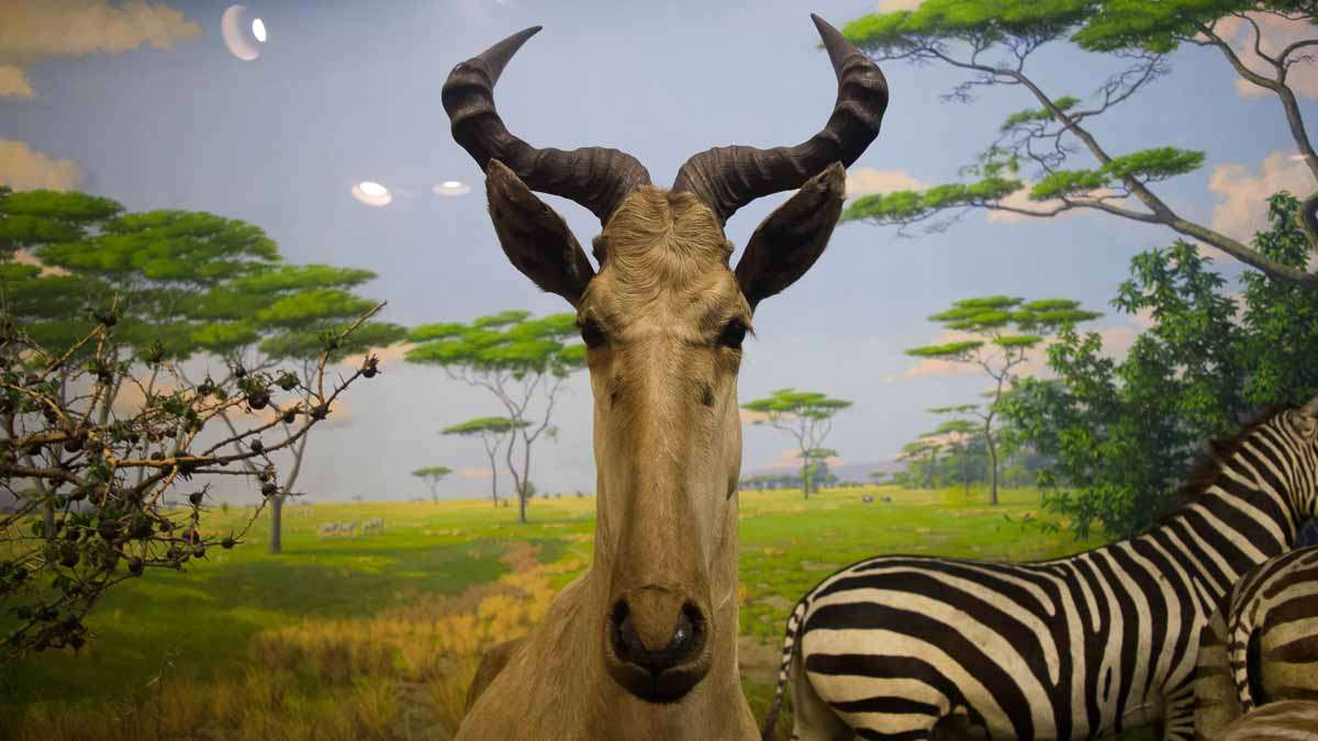 One of the dioramas at the Academy of Natural Sciences of Drexel University in Philadelphia. (Paige Pfleger/WHYY)