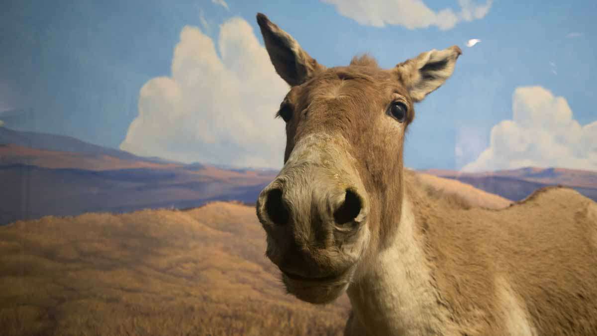 One of the dioramas at the Academy of Natural Sciences of Drexel University in Philadelphia. (Paige Pfleger/WHYY)