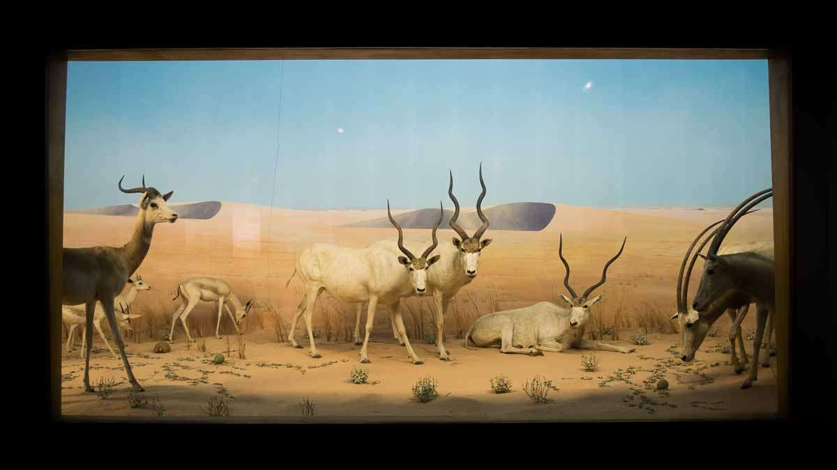 One of the dioramas at the Academy of Natural Sciences of Drexel University in Philadelphia. (Paige Pfleger/WHYY)
