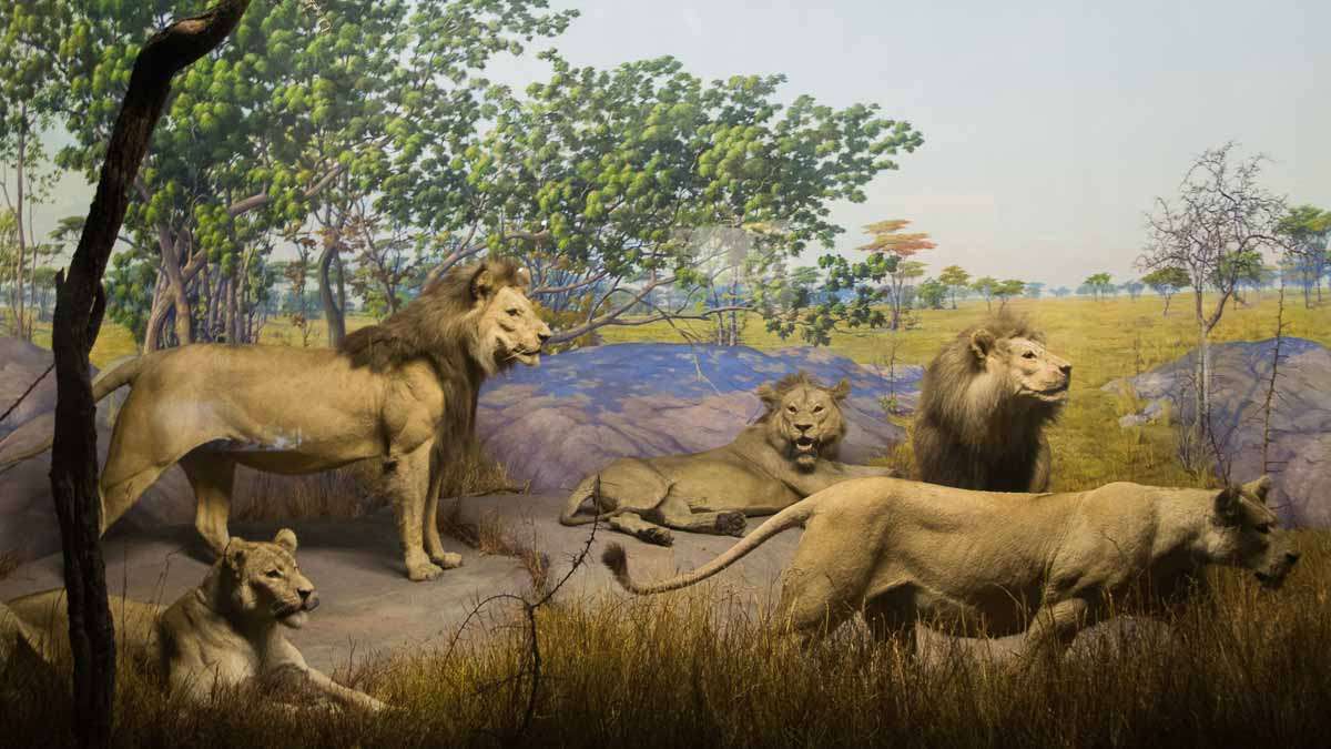 A pride of lions in display in the Academy of Natural Sciences of Drexel University in Philadelphia. (Paige Pfleger/WHYY)