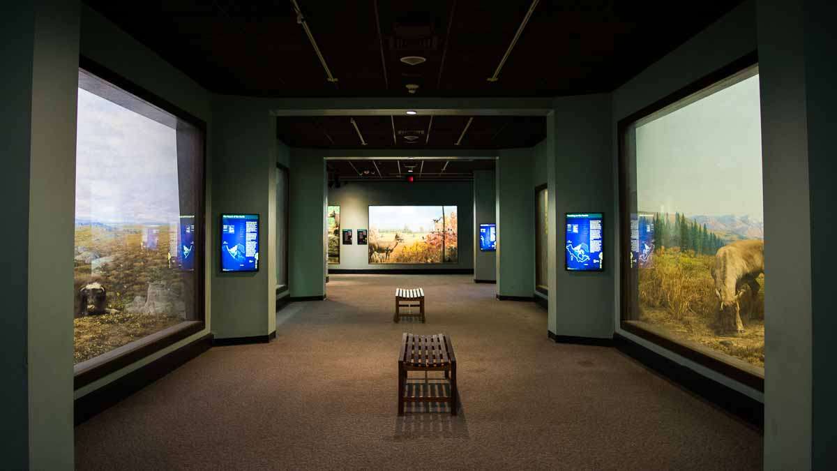The North American Mammal Hall in the Academy of Natural Sciences of Drexel University in Philadelphia. (Paige Pfleger/WHYY)