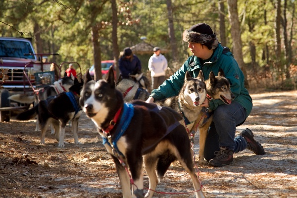 Mushers prepare the line. (Lindsay Lazarski/WHYY)