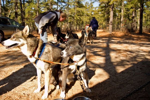 Caitlin Rillo gives water to the huskies after a trail run at the Brendan Byrne State Forest in New Jersey. (Lindsay Lazarski/WHYY)