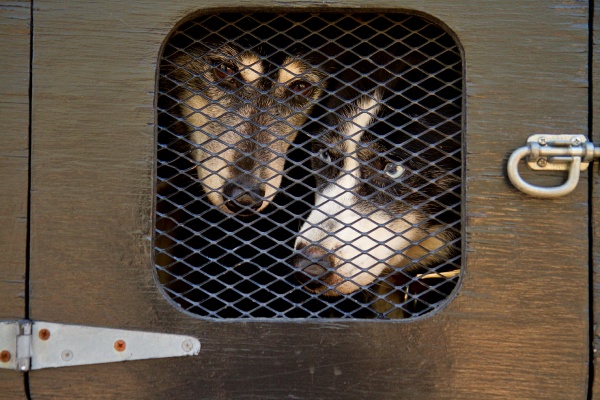 New Jersey mushers transport Siberian Huskies to run the trails of the New Jersey Pinelands. (Lindsay Lazarski/WHYY)