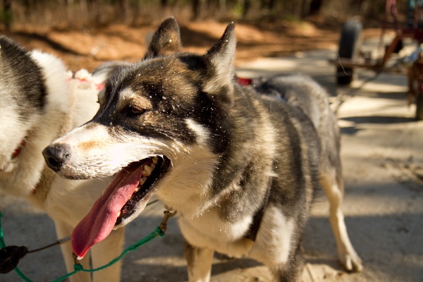 Siberian Huskies get a break on the trails of the Pinelands in New Jersey.  (Lindsay Lazarski/WHYY)