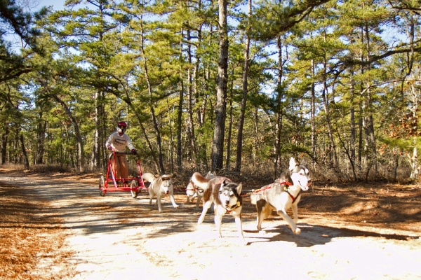 Stefani Meyer races with her four dog team.  (Lindsay Lazarski/WHYY)