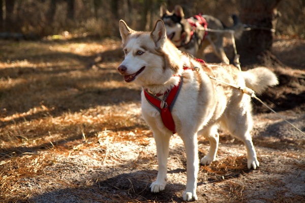 Callum, a five-year-old Siberian Husky, is tied to a line in preparation for a trail run at the Brendan Byrne State Forest in the Pinelands of New Jersey. (Lindsay Lazarski/WHYY) 