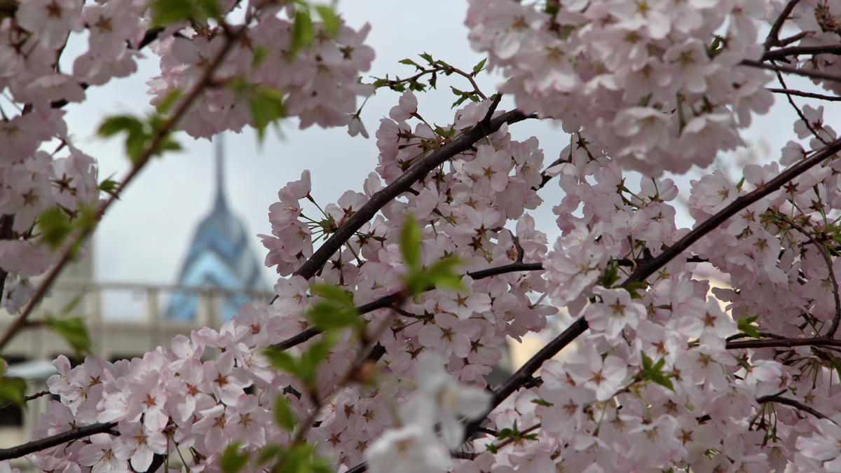  Cherry blossoms on Race Street. (Emma Lee/for NewsWorks) 