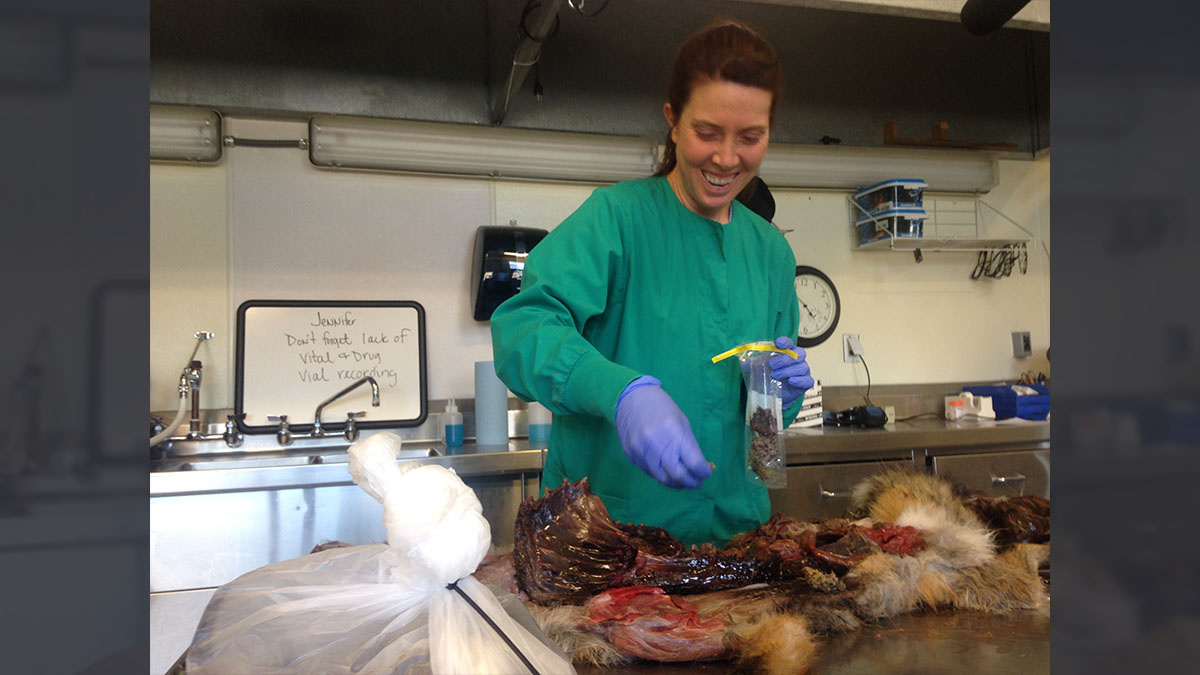  Dr. Jennifer Ramsey, Wildlife Veterinarian with Fish, Wildlife and Parks of Montana collects samples from a fox’s intestine during a necropsy at the lab in Bozeman. The fox may have died from eating a Japanese yew. (Jordon Neidermeier/for WHYY) 