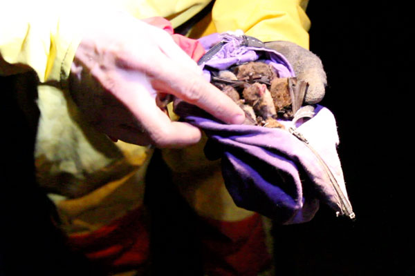 Bats are kept in cloth bags temporarily to keep them warm