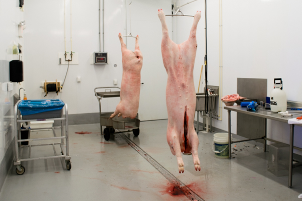 pigs