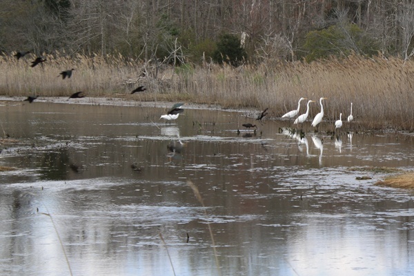 <p><p>Cranes and other birds stand in shallow water at Prime Hook. (Mark Eichmann/WHYY)</p></p>
