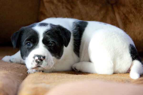 <p><p>Playful Dallas takes a break to look out for some trouble. Greene Street Animal Rescue was contacted by Animal Planet to send pictures of potential Puppy Bowl participants. (Nathaniel Hamilton/for NewsWorks)</p></p>
