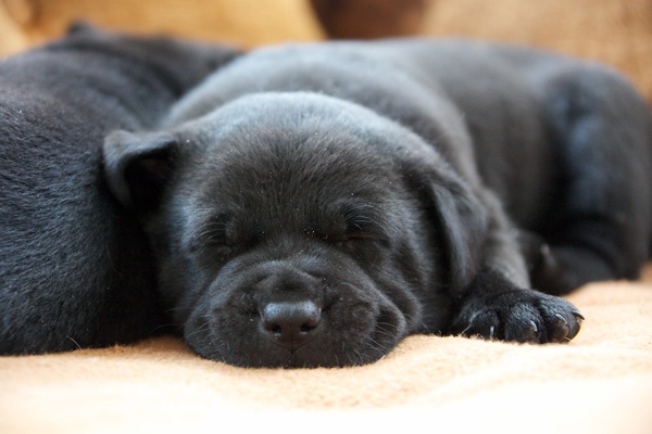 <p><p>Durango, just a few weeks old, takes a nap next to one of his brothers at the Greene Street Animal Rescue. Two Puppy Bowl players came from the shelter this year. (Nathaniel Hamilton/for NewsWorks)</p></p>
