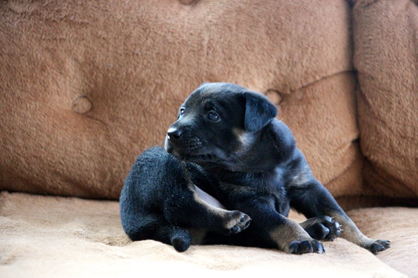<p><p>Another one of Dakota's pups, Diablo, stretches out on the couch. Greene Street Animal Rescue is farm in Spring City, Pa., that was converted into a no-kill dog shelter. (Nathaniel Hamilton/for NewsWorks)</p></p>
