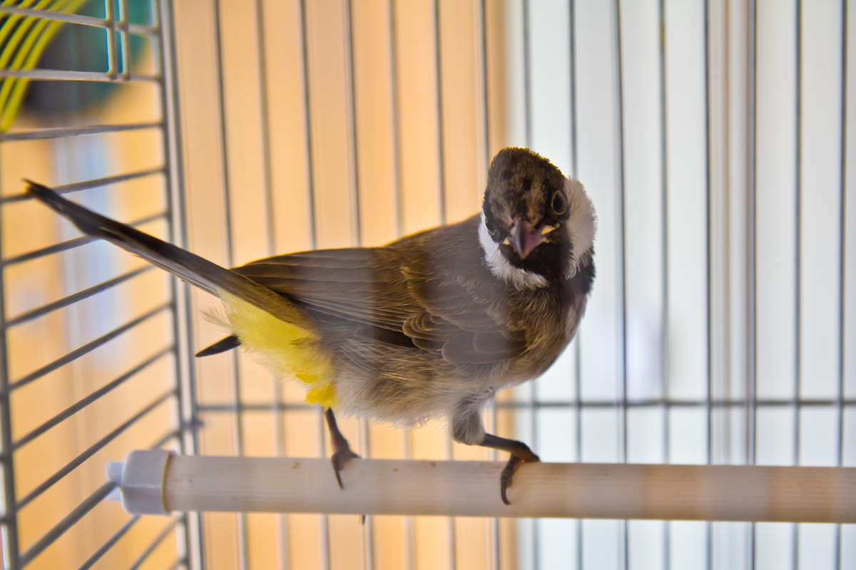 Bajhat, an Iraqi bulbul, is singing as part of the celebration of Radio Silence. (Kimberly Paynter/WHYY)