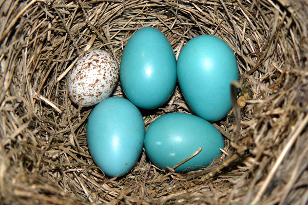 robincowbird