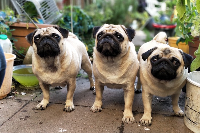 three good pugs
