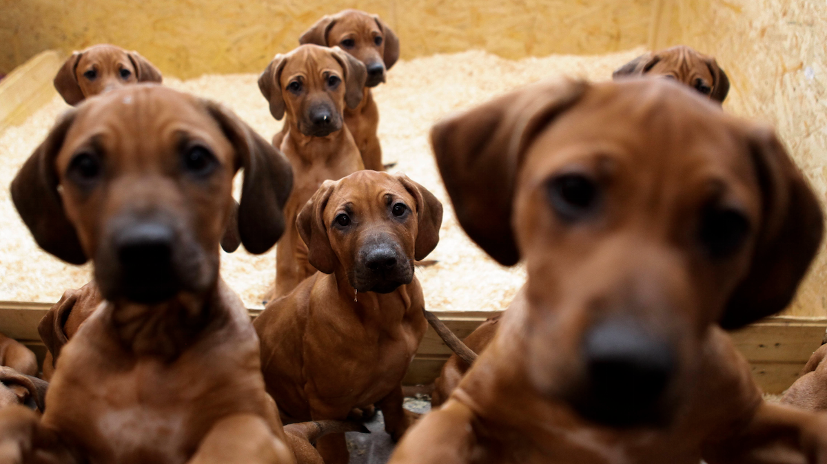  Rhodesian-Ridgeback puppies from a litter of 17. (AP Photo/Markus Schreiber) 