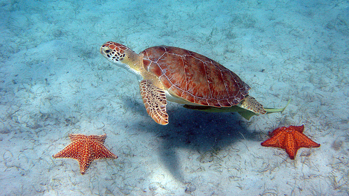  Piniak's team interacts with Green Sea Turtles. (<a href=