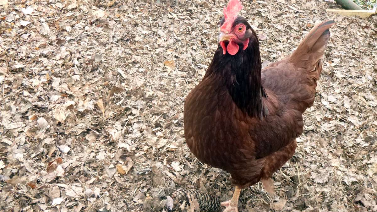 A lone hen wanders the grounds of the Marg-Bracken flock in Bala Cynwyd, Pa.(Jennifer Lynnn/WHYY)
