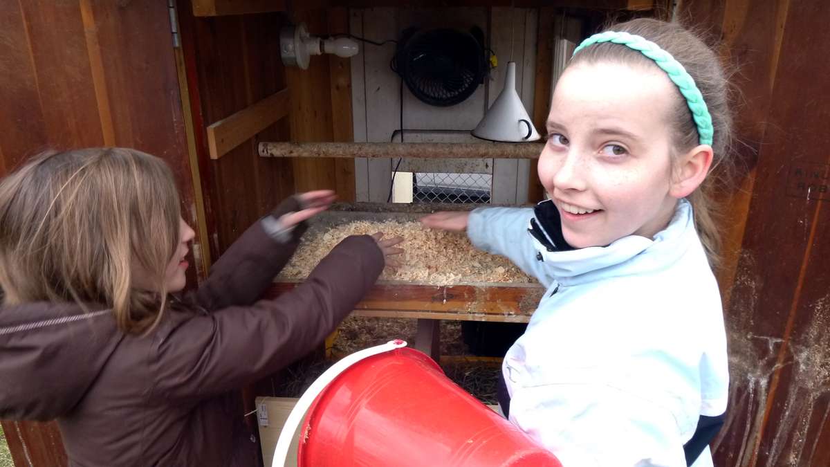 Marlena Marg-Bracken, 9, (left) and her sister Ariadne, 13, freshen up the hens' bedding in the coop. (Jennifer Lynnn/WHYY)