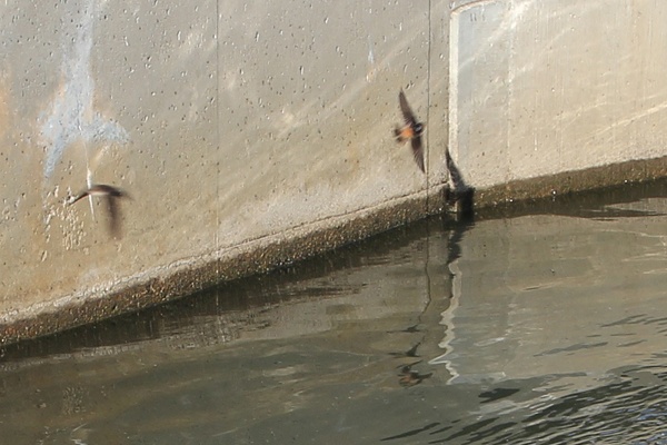 <p><p>A cinnamon colored rump patch distinguishes a cave swallow from the native northern rough winged swallows that have been overwintering at the sewer plant for years. (Emma Lee/for NewsWorks)</p></p>

