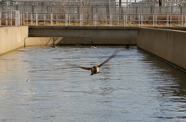 <p><p>Cave swallows make their home in the southwestern U.S., but some of them are overwintering at a Northeast Philadelphia sewage treatment plant. (Emma Lee/for NewsWorks)</p></p>
