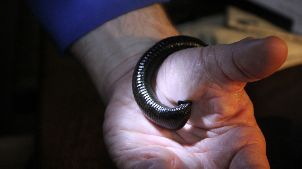 third leech