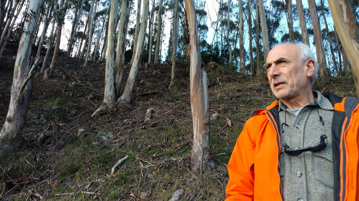  Dan Grassetti with the Hills Conservation Network believes the tall eucalyptus trees in the Oakland Hills should remain. (Andrew Stelzer/for WHYY) 