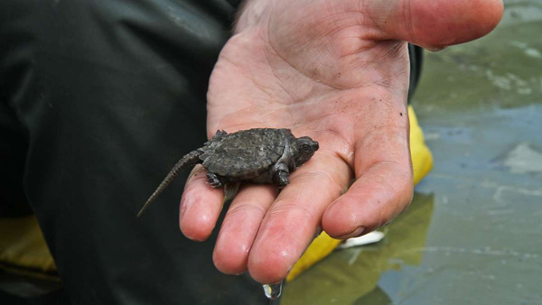 turtlex600