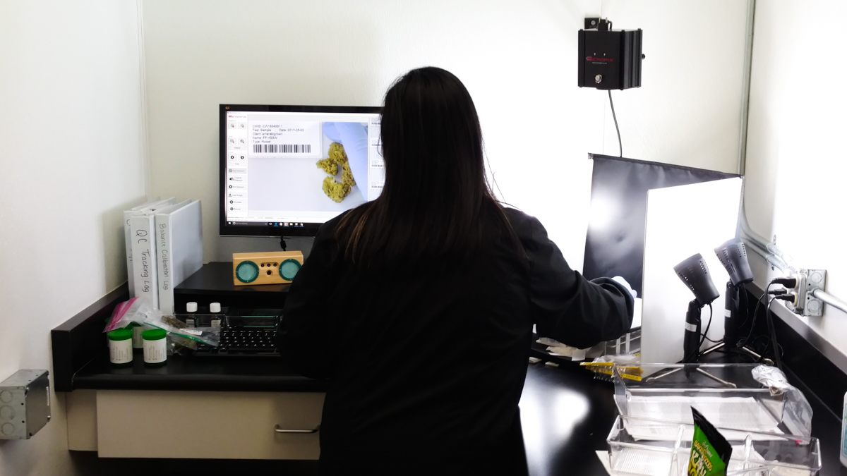  t CW Analytical labs, an employee photographs marijuana samples which will be tested for potency and contaminants. (Andrew Stelzer/for WHYY) 