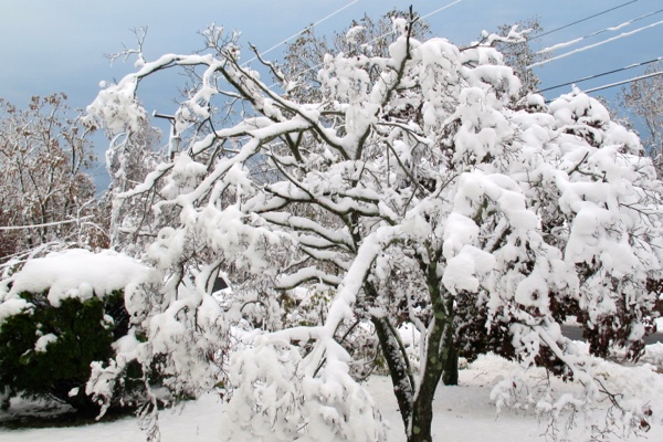 <p><p>Brick, N.J. after the season's first snowfall. (Phil Gregory/for NewsWorks)</p></p>
