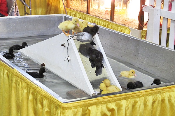 <p><p><span style="font-family: Tahoma;">The duckling swim & slide pool. (Mary Wilson/for NewsWorks)</span></p></p>
