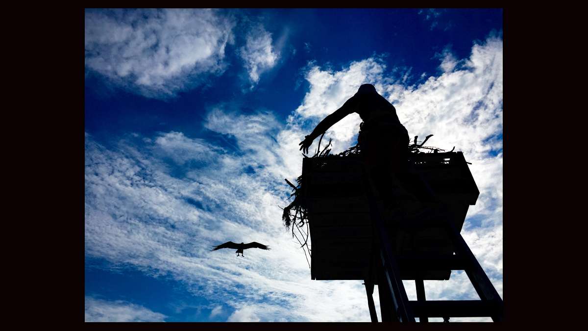 Another close approach by an osprey while Ben Wurst works in a nest. (Justin Auciello for WHYY)