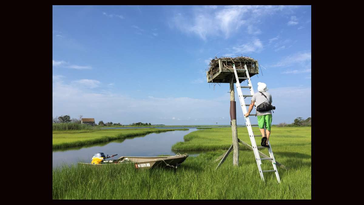 Ben Wurst tagging a chick while the mother osprey passes very close to the nest. (Justin Auciello for WHYY)