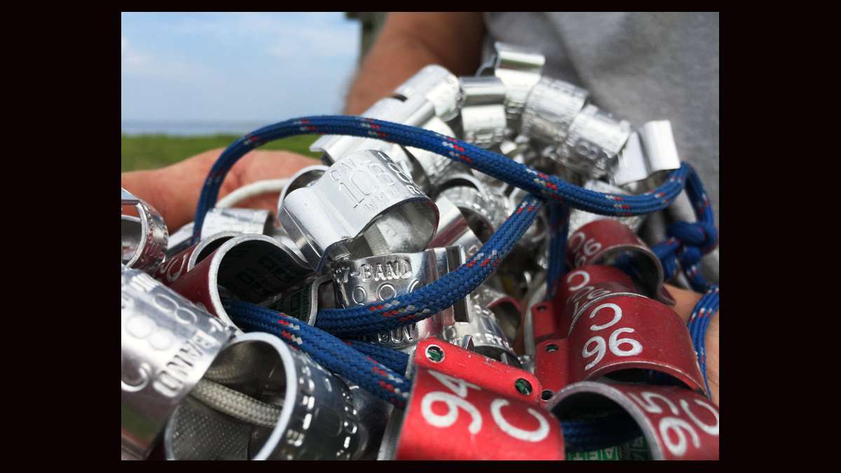 Bands used to identify ospreys. (Justin Auciello for WHYY)