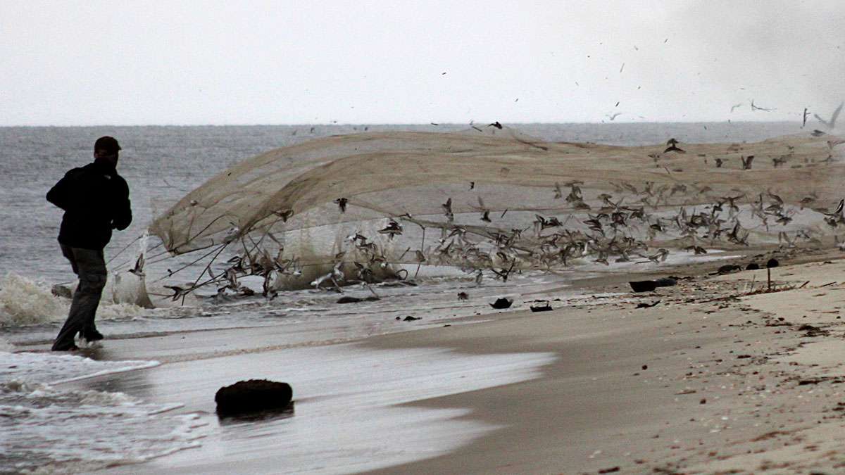 The net lands on the birds. The Red Knots will be tagged and released.