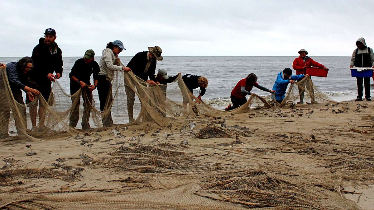 Volunteers now have to identify and tag and the Red Knots.